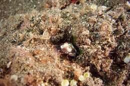 Image of Leopard head flapper slug