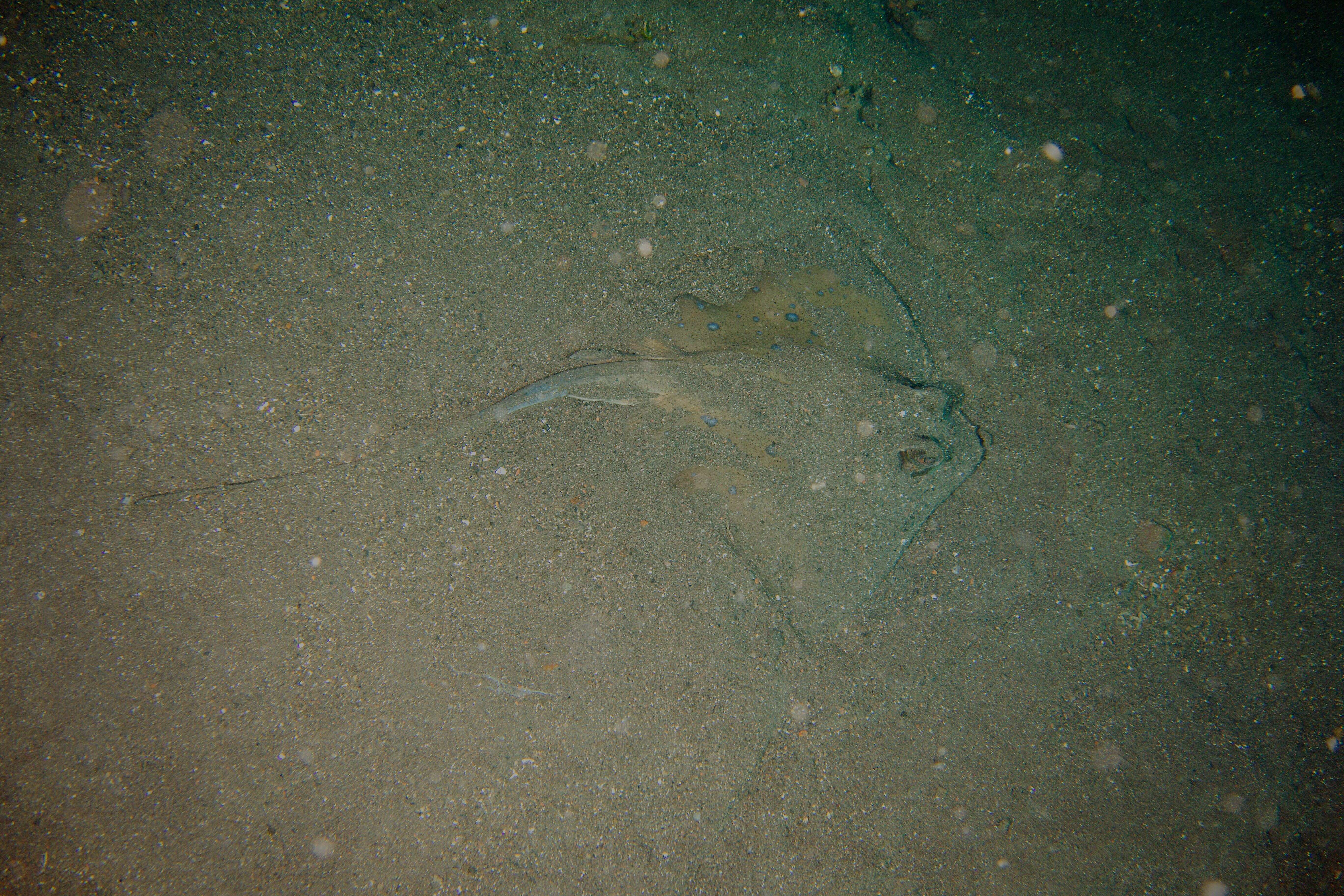 Image of Bluespotted Maskray