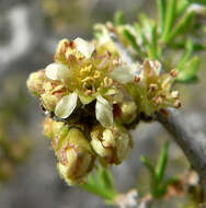 Image of desert almond