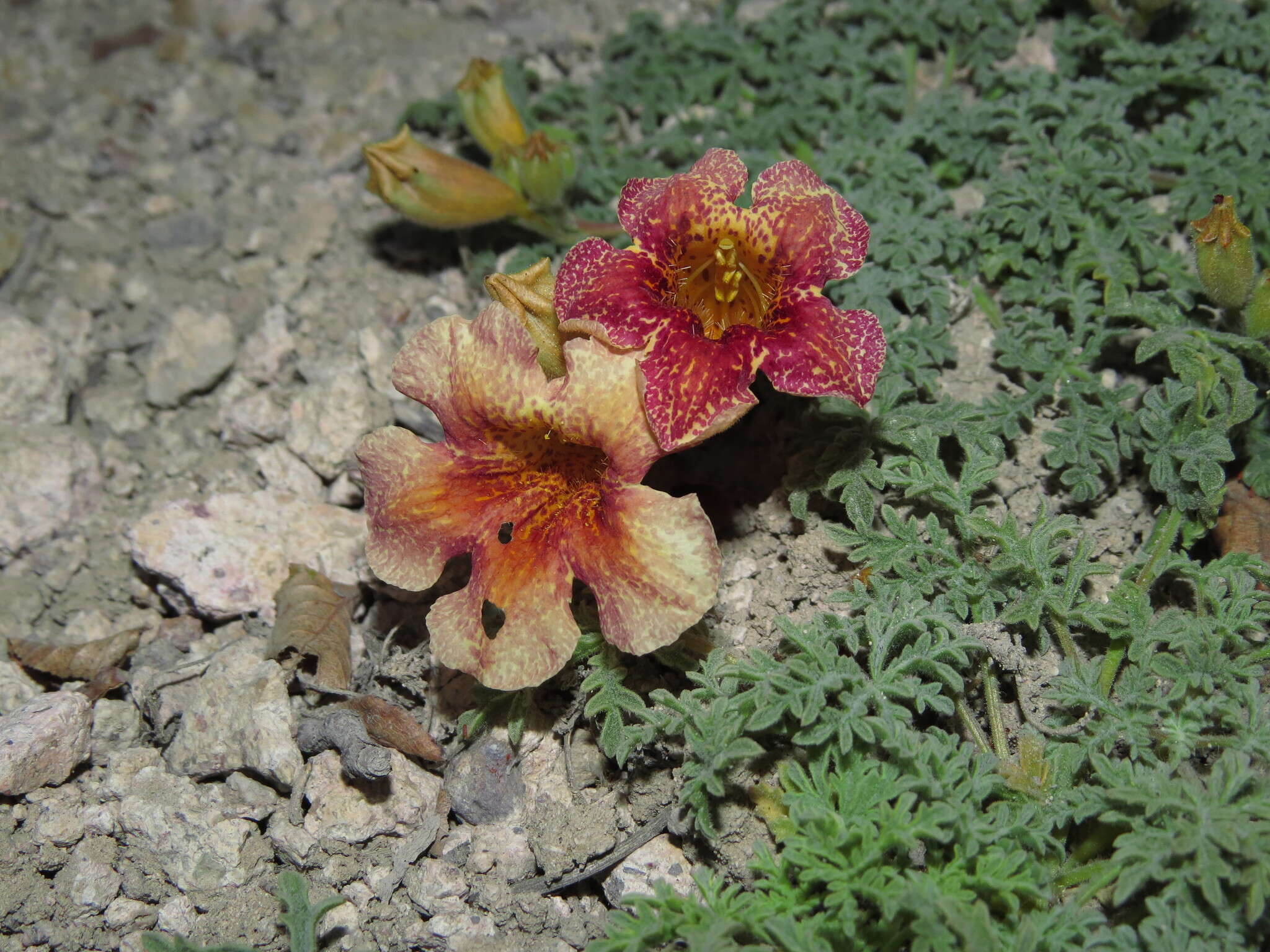 Imagem de Argylia adscendens DC.