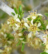 Prunus fasciculata (Torr.) Gray resmi