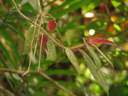 Image of Columnea sulfurea Donn. Sm.