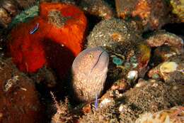 Image of Yellow edged moray