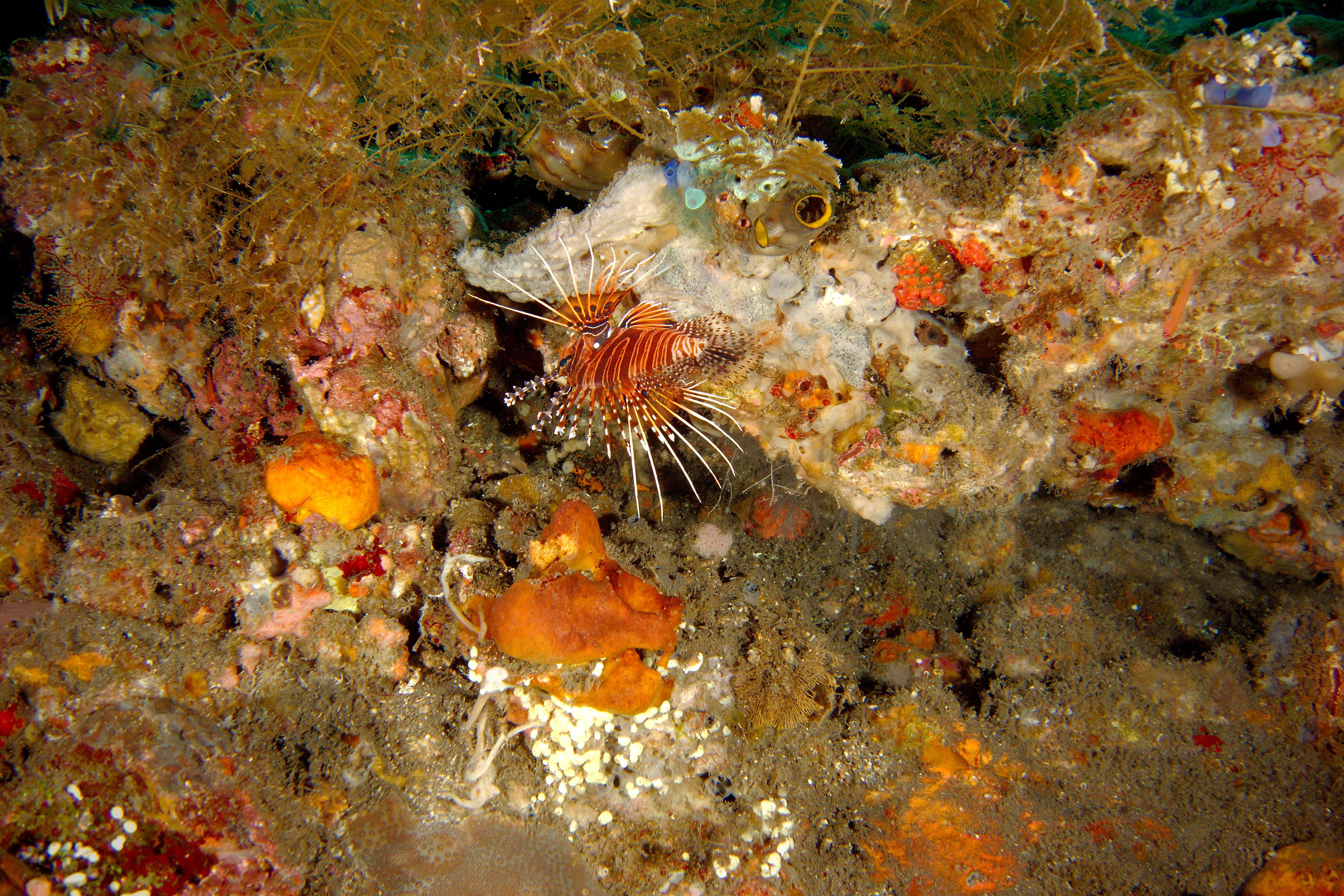 Image de poisson-scorpion à antennes