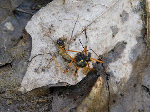 صورة Ctenophora (Ctenophora) flaveolata (Fabricius 1794)