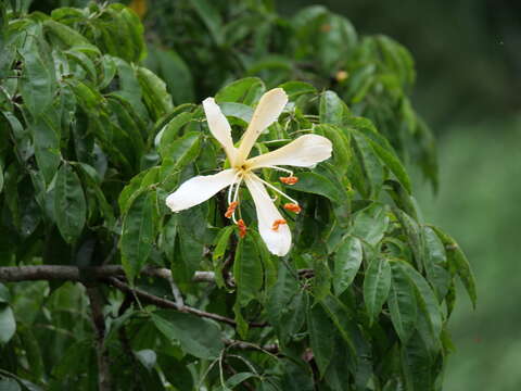 Image of Ceiba samauma (C. Mart. & Zucc.) Schum.