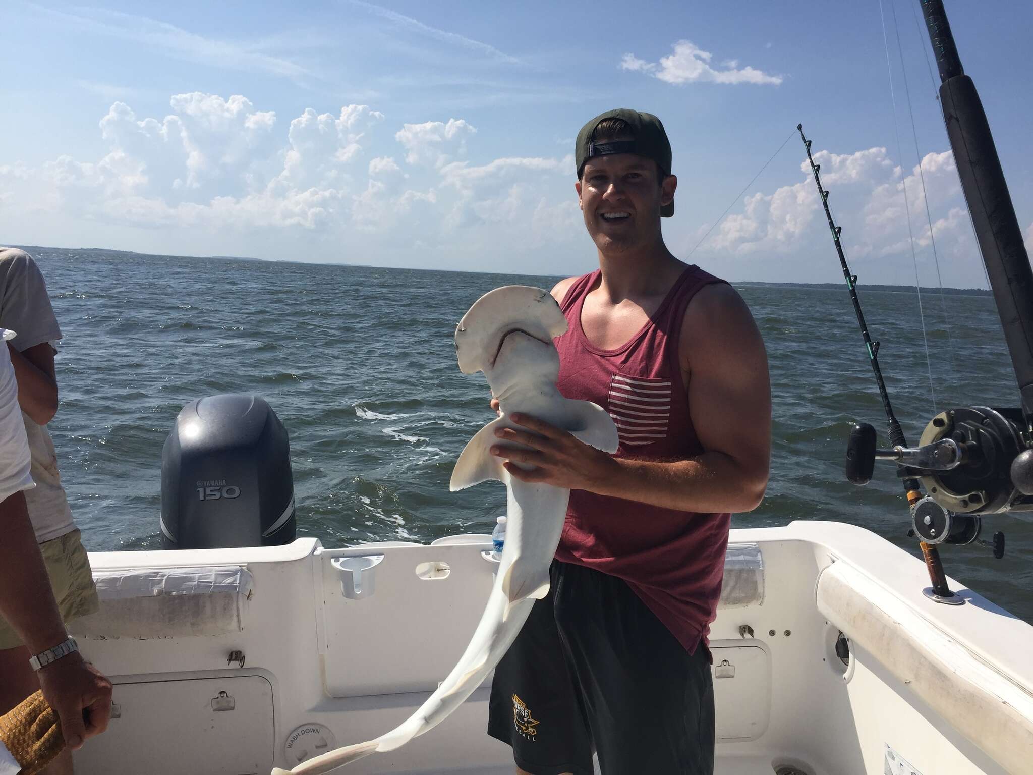 Image of Bonnethead Shark