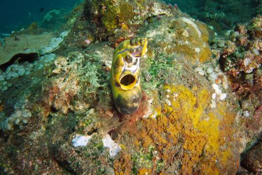 Image of Ox heart ascidian