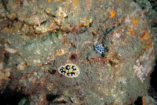 Image of Lumpy yellow eyespot slug