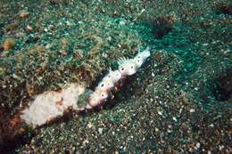 Image of Leopard head flapper slug