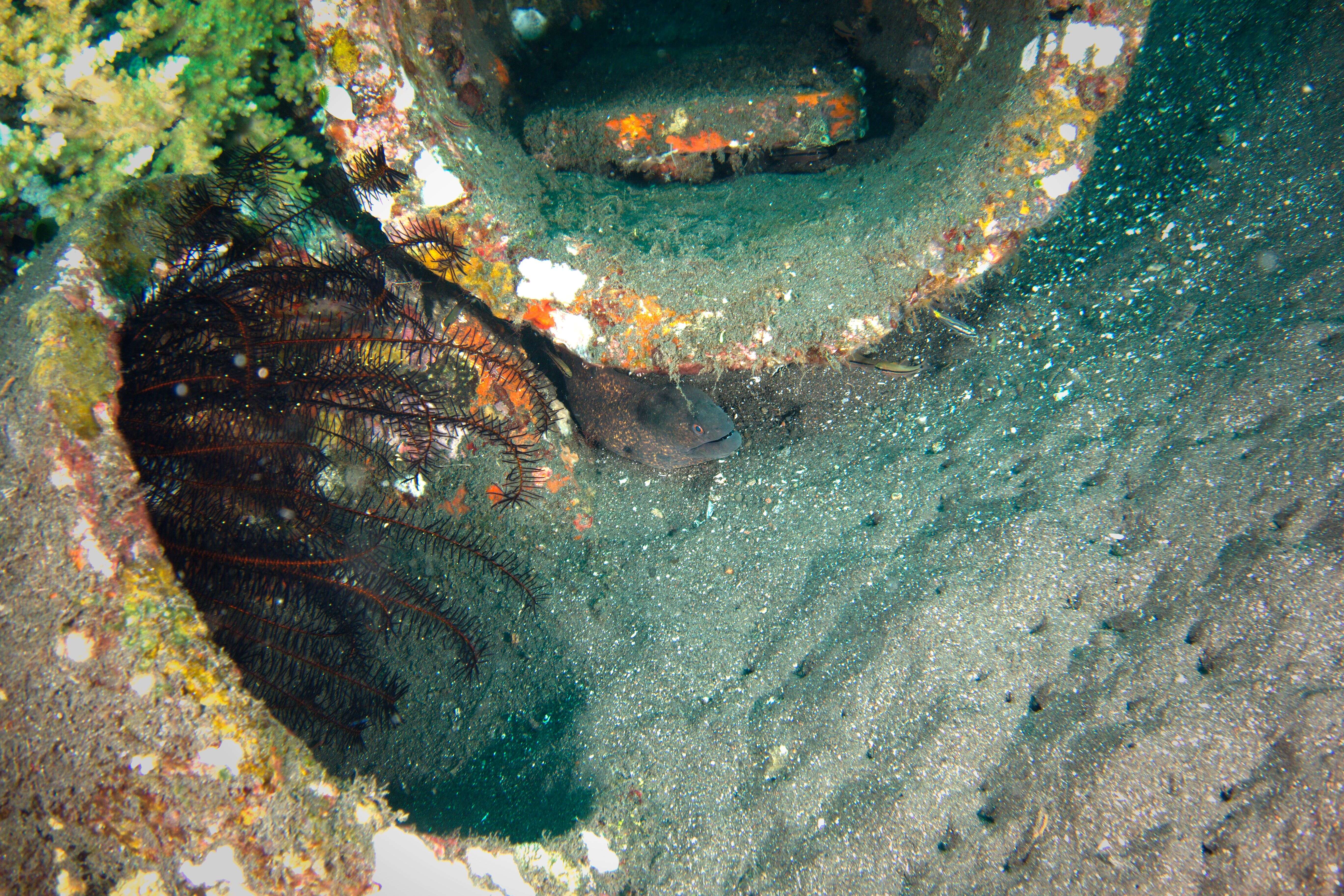 Image of Yellow edged moray