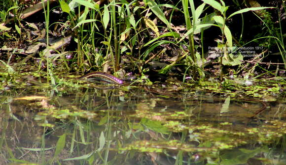 Image of Mexican Garter Snake