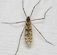 Image of <i>Limonia cinctipes</i>
