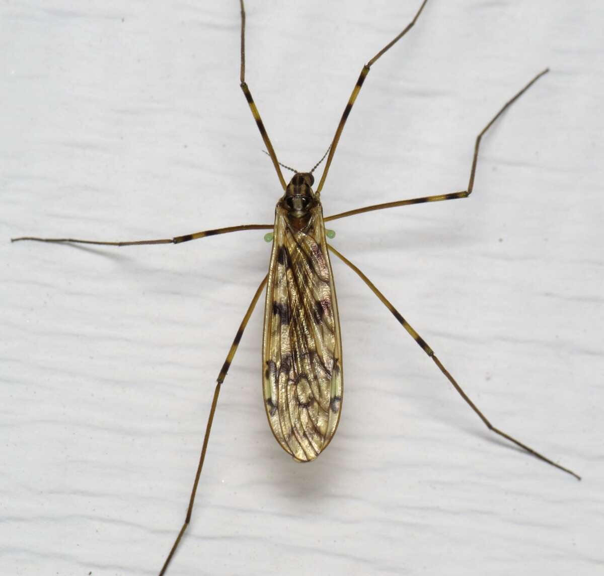 Image of <i>Limonia cinctipes</i>