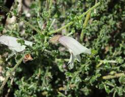 Image of Prostanthera chlorantha (F. Muell.) Benth.