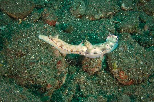 Image de Hypselodoris pulchella (Rüppell & Leuckart 1830)