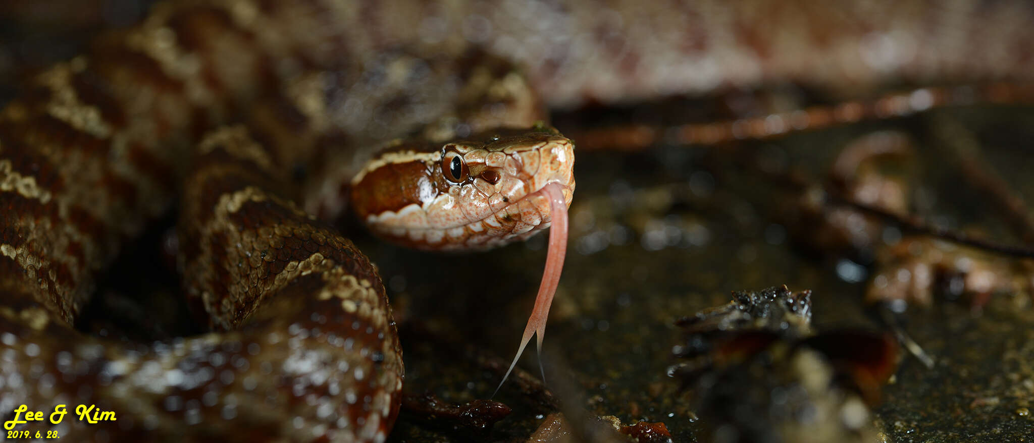 Image of Gloydius tsushimaensis (Isogawa, Moriya & Mitsui 1994)