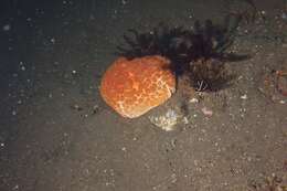 Image of Cushion star