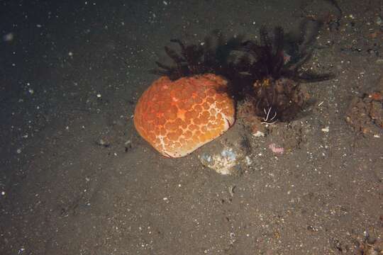 Image of Cushion star