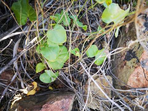 Image of Dioscorea humifusa Poepp.