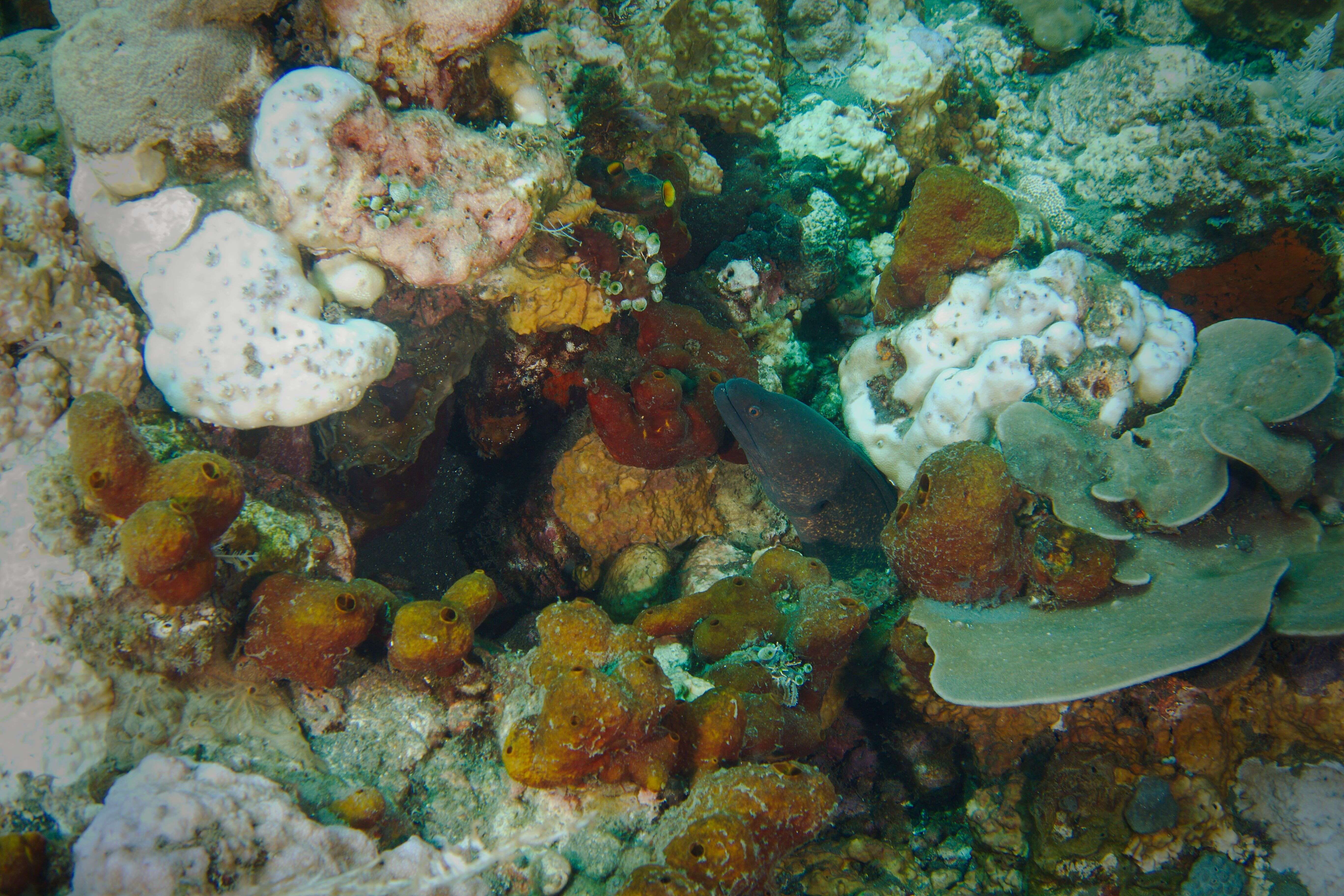 Image of Yellow edged moray