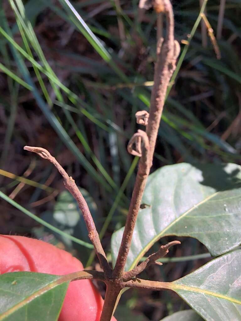 Sivun Rhodomyrtus psidioides (G. Don) Benth. kuva