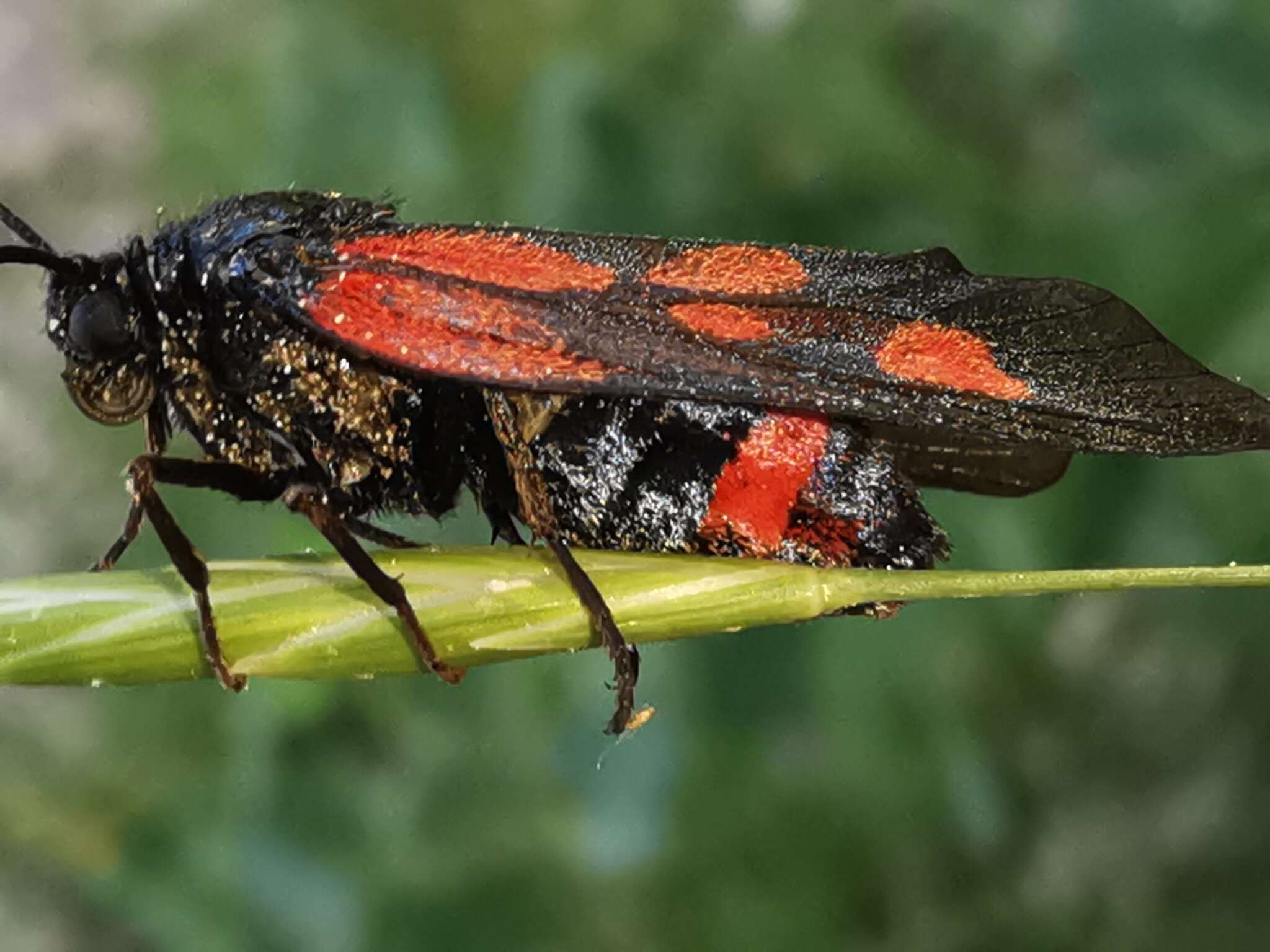 Image of Zygaena cynarae Esper 1789