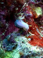 Image of White edge purple slug