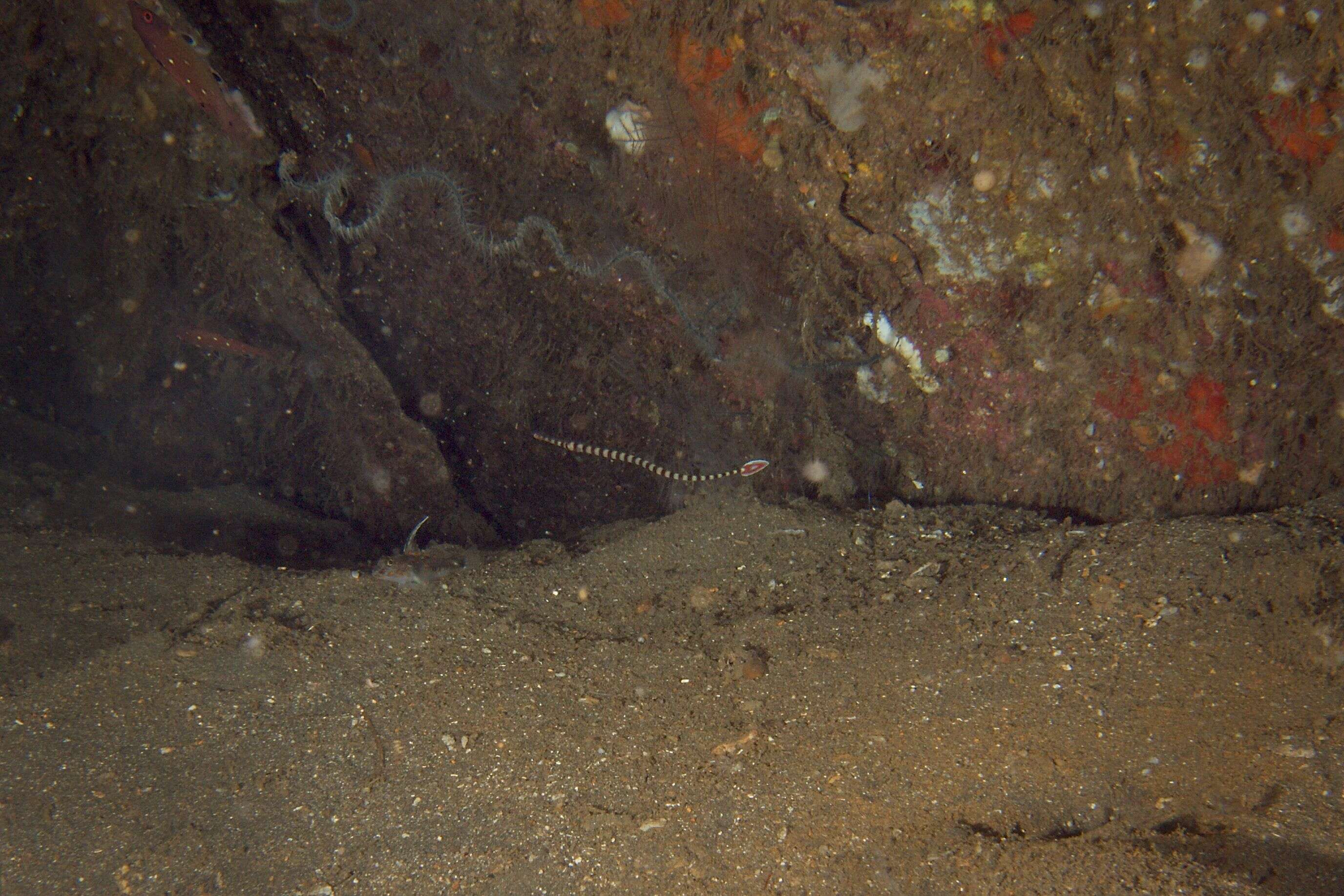 Image of banded pipefish