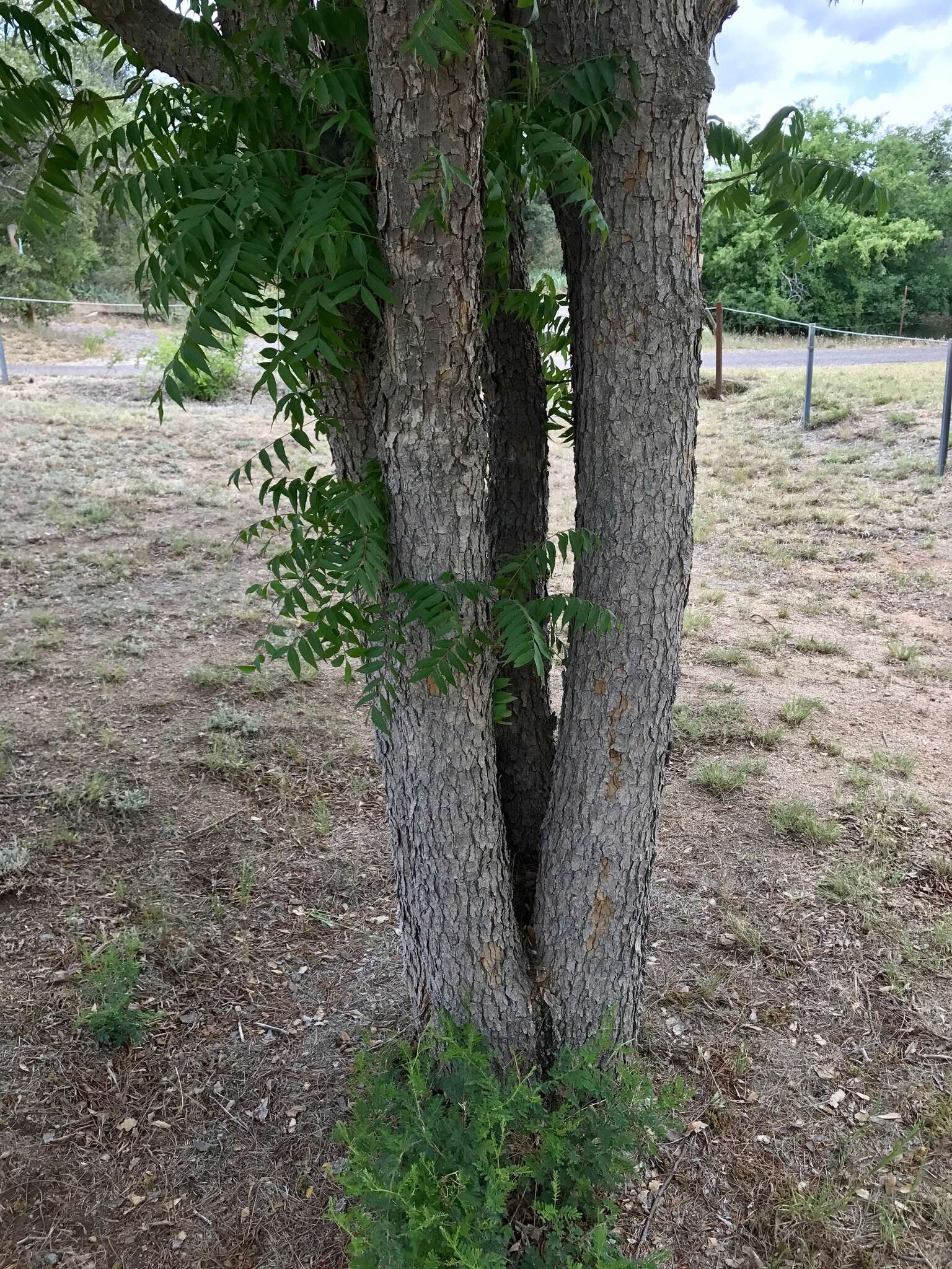 Image of Arizona walnut