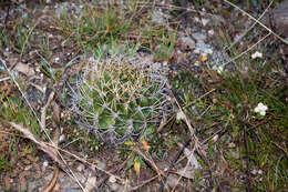 Imagem de Echinopsis obrepanda (Salm-Dyck) K. Schum.