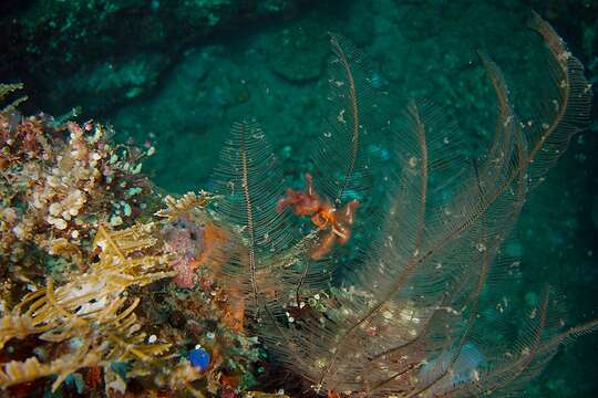 Image of Orangutang crab