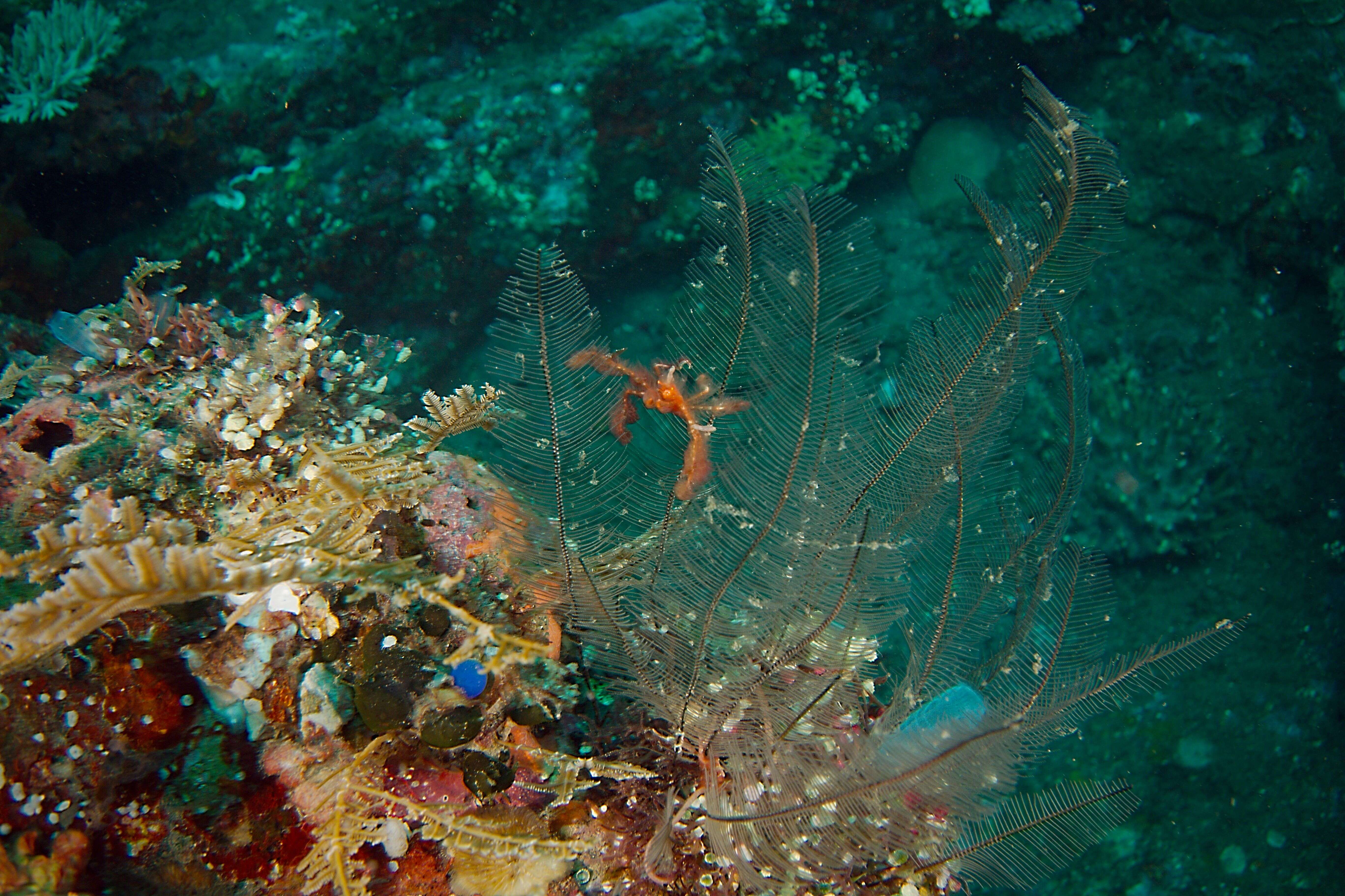 Image of Orangutang crab