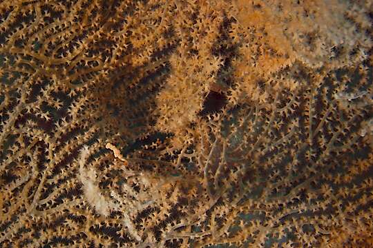 Image of Denise's Pygmy Seahorse