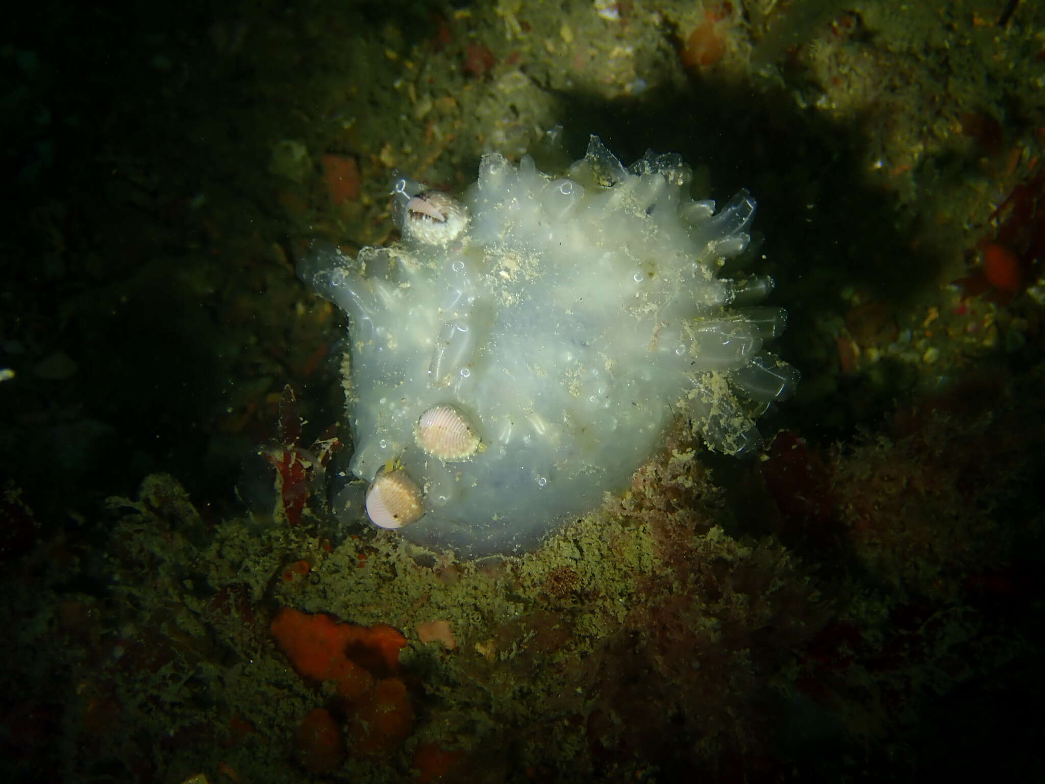 Image of football ascidian