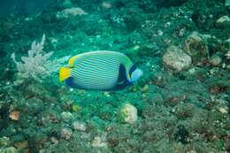 Image of Angelfish