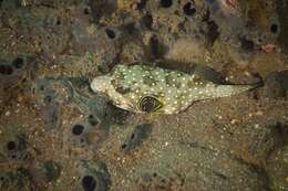 Image of Broadbarred Toadfish