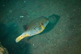 Image of Black Spotted Blow Fish