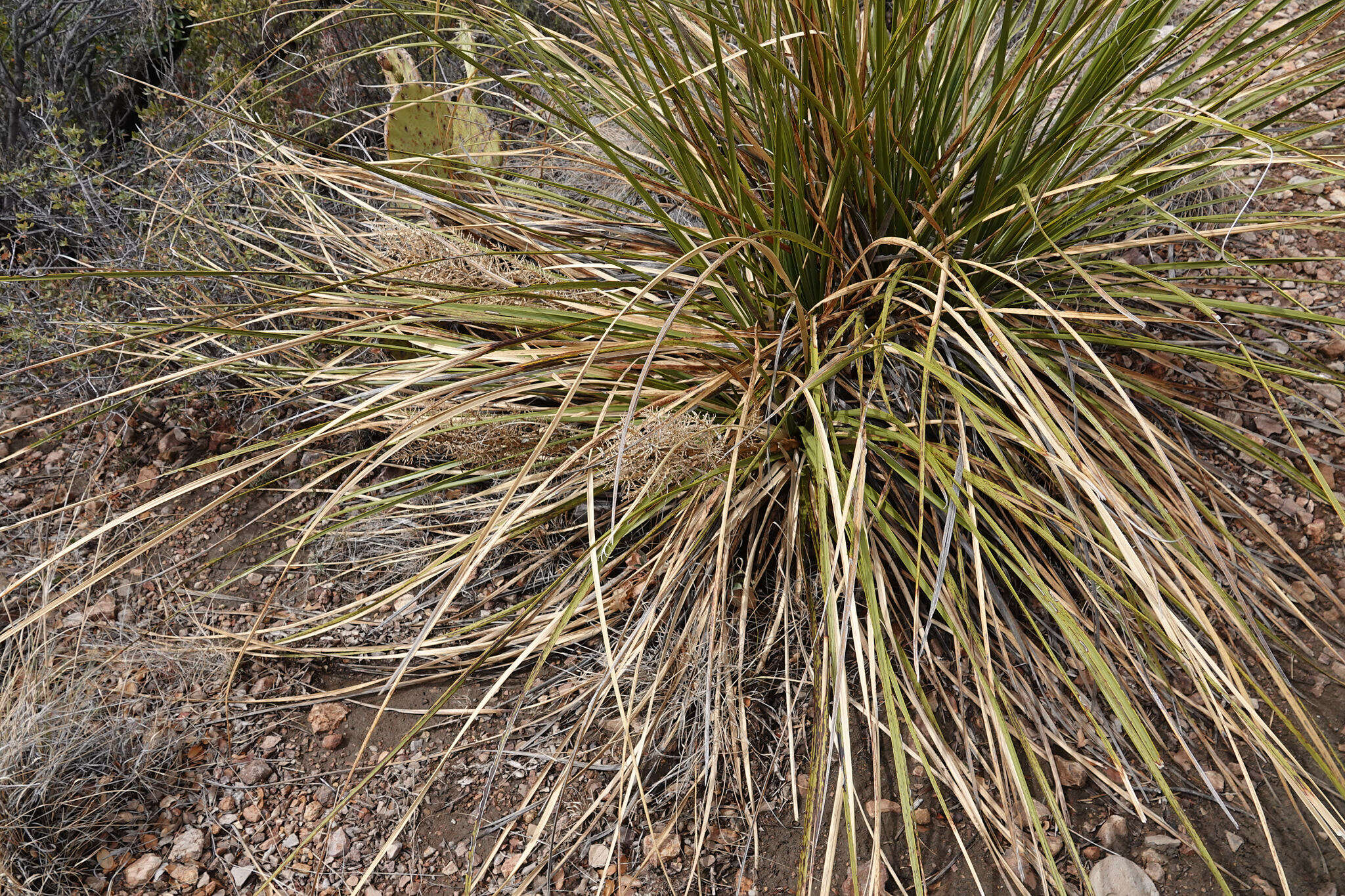 Image of foothill beargrass