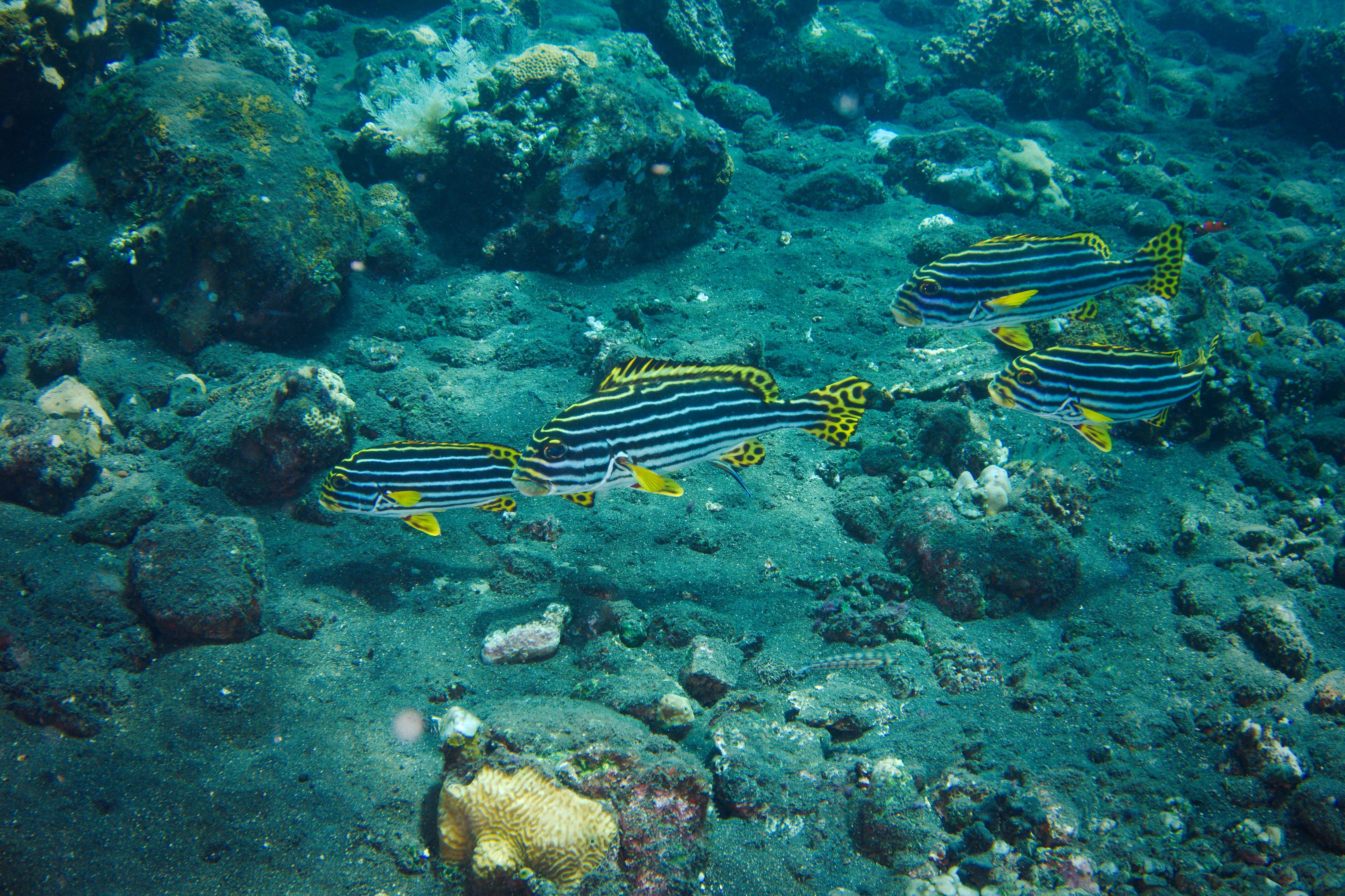 Image of Indian Ocean oriental sweetlips