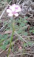 Image of Oxalis bifida Thunb.