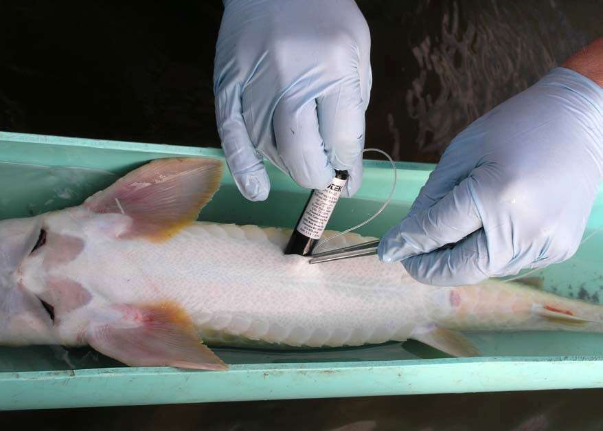 Image of Pallid Sturgeon