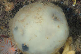 Image of football ascidian