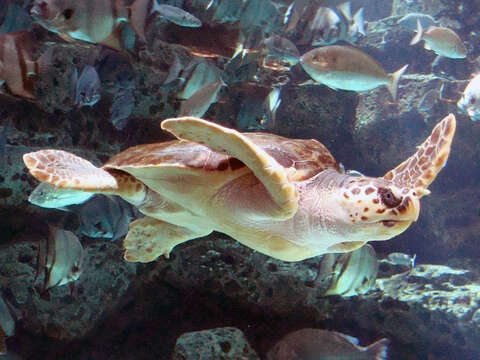 Image of Caretta