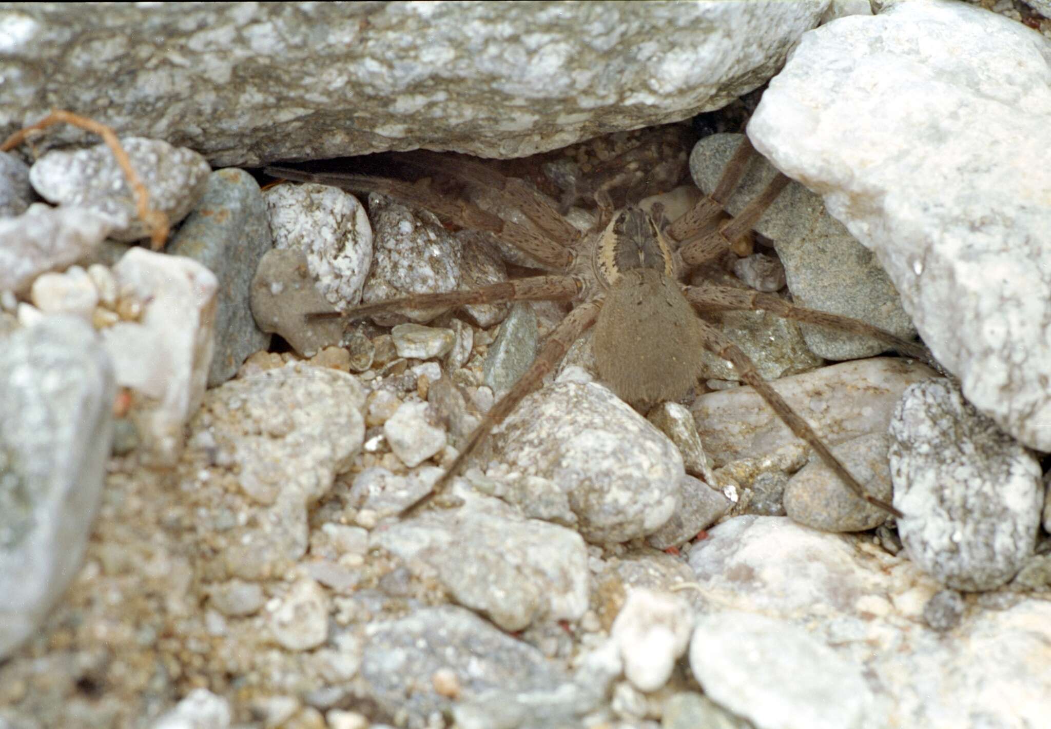 Image of Dolomedes aquaticus Goyen 1888