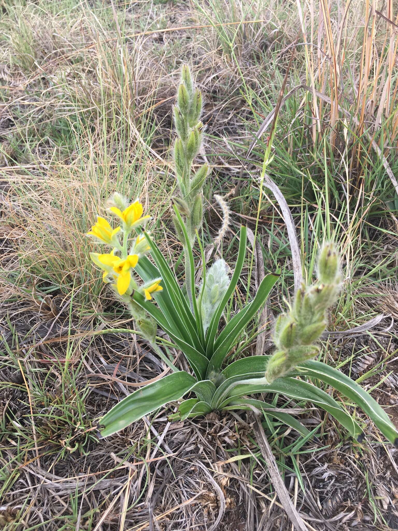 Image of Hypoxis obtusa Burch. ex Ker Gawl.