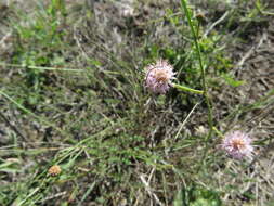 Mimosa quadrivalvis var. latidens (Small) Barneby的圖片