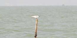 Image of Whiskered Tern