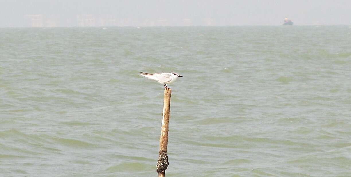 Image of Whiskered Tern