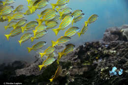 Image of Bengal snapper